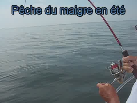 pêche du maigre