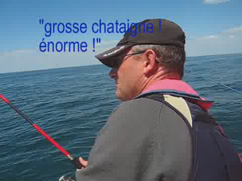 Grosse chataigne ! énorme !