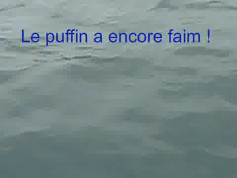 puffin des anglais